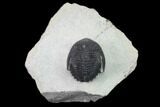 Detailed Hollardops Trilobite - Ofaten, Morocco #138939-1